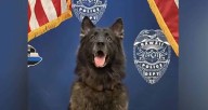 Police Dog’s Death in Hot Patrol Car Prompts Investigation in Hawaii