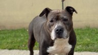 Meet the North Jersey adoptable pet of the week for Sept. 26: Winston