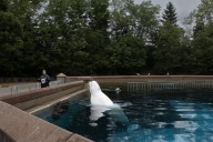 ‘It’s just terrible over there,’ Premier Doug Ford says of Marineland