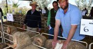 PHOTOS: Boorowa's Tara Park Merino ram sale gallery