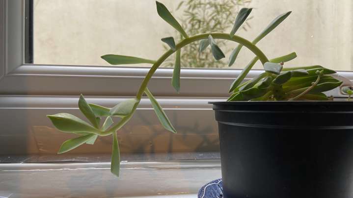 The Reason Your Houseplants Are Leaning (& The Easy Way To Fix It)