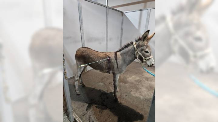 Donkey shot by arrow in Moreno Valley, 3rd time in 2 months