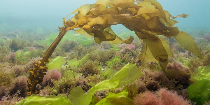“Una invasora submarina”: científicos usan inteligencia artificial para rastrear un alga exótica en el Mar Argentino