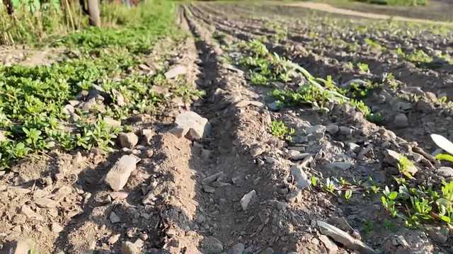 Local farms prepare to feel drought effects on products into early fall months