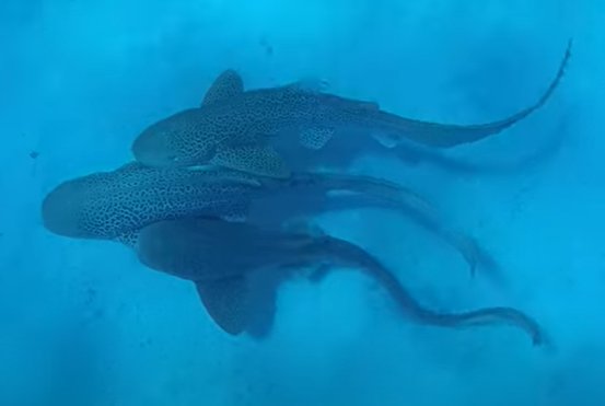 ‘World’s first’ shark threesome caught on camera by excited scientists