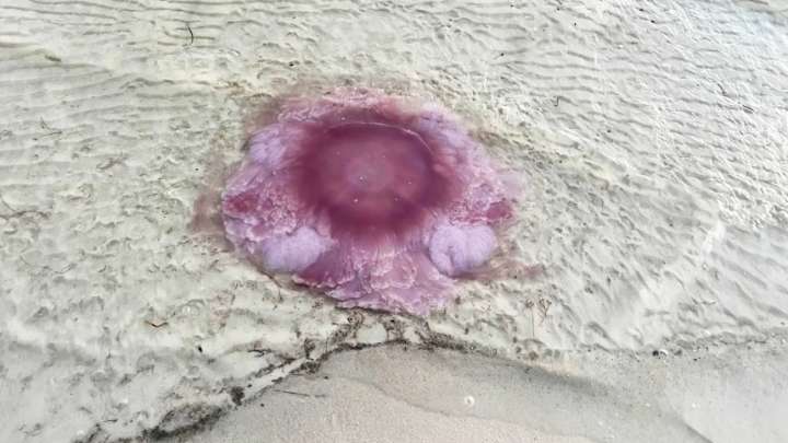 Las extrañas «medusas gigantes» que generan pánico en EEUU, tienen tentáculos de hasta 21 metros