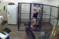 Woman Starts Cleaning Dog Kennel—Shock at What German Shepherd Does Next