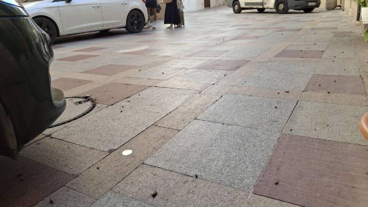 Plaga de cucarachas en Xàbia