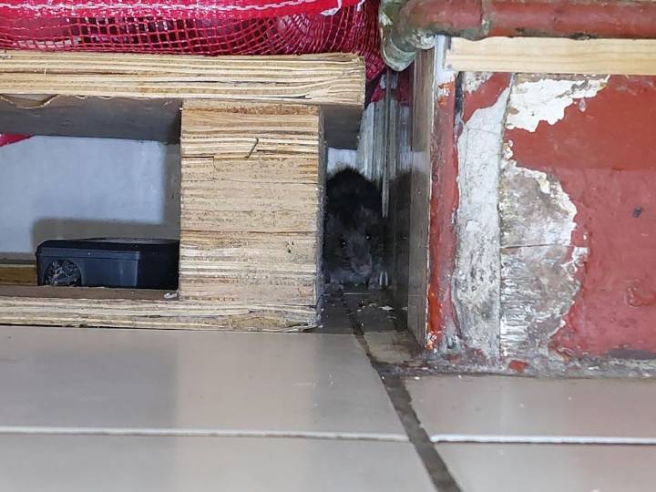 Stourbridge Indian takeaway fined £10,000 after rat pictured in food storeroom