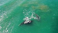 Crearon un canal de Whatsapp para el avistaje de ballenas