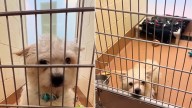 Washington Dog Left Brokenhearted After Missed Meeting Finally Finds The Love He Needed