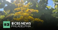 "Save the Meadows" group to host event at FDR Park calling for preservation of green space