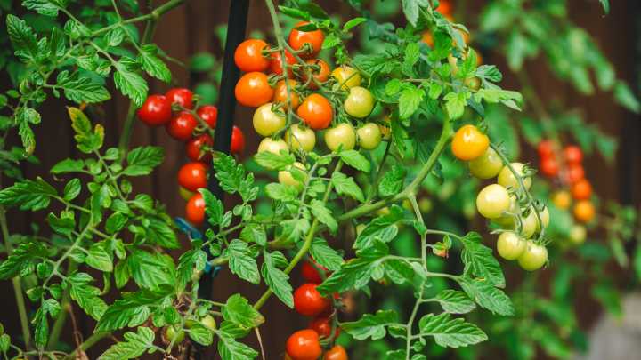 The Secret To Thriving Tomato Plants Is Already Sitting In Your Yard