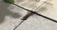 Wild About Utah: Nature out your front door