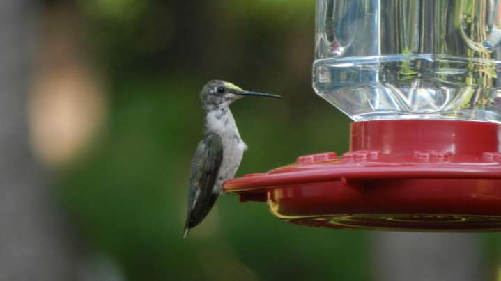Keep Ants Off Your Hummingbird Feeder With Two Simple Ingredients