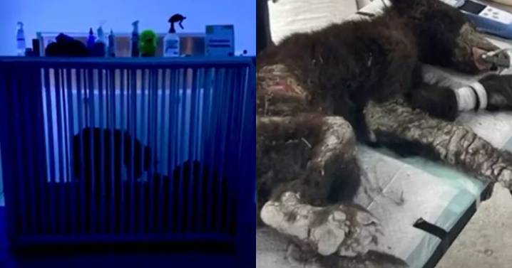 ¿Cómo sigue Mina, la osa que lucha por sobrevivir tras polémica en zoológico de Nuevo León?