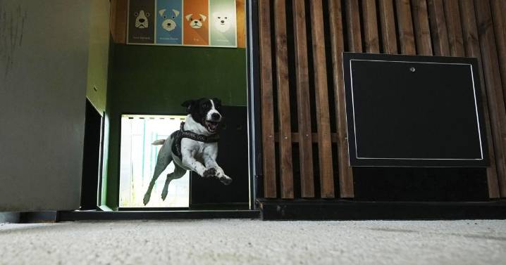 Rome's airport opens luxurious dog hotel with pampering services