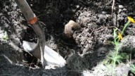 Hallan fosa clandestina en Guanajuato; Fiscalía recupera 17 cuerpos