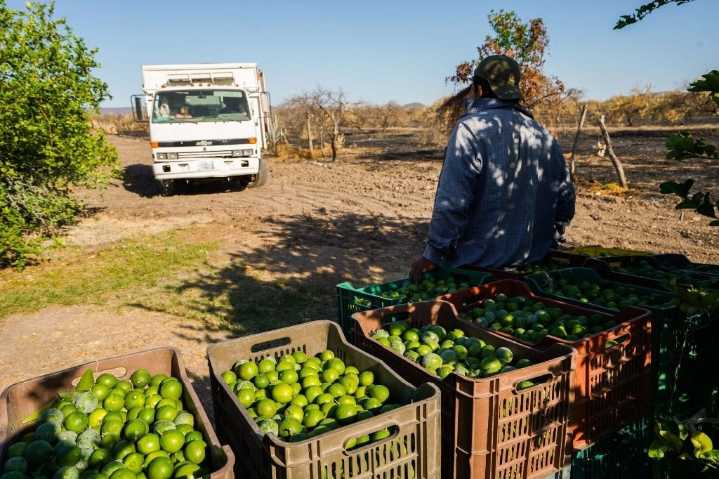 Los Viagras duplican cuota de extorsión a limoneros en Michoacán