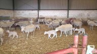 La enfermedad de la lengua azul está afectando en el valle de Alcudia