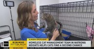 KD Sunday Spotlight: Homeless Cat Management Team