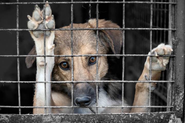 Lo colgó de un árbol como represalia: Detienen a hombre por matar a un perro por ataque a ovejas