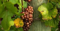 Warm fall boosts grape harvest