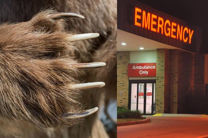 Hiker Survives Shocking Bear Attack in Yellowstone National Park