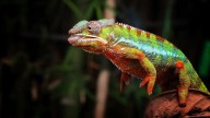 Not just chameleons, these 8 animals can also change their colour