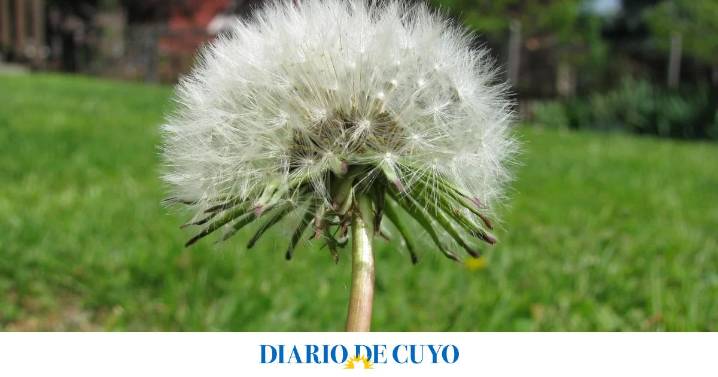 El diente de León
