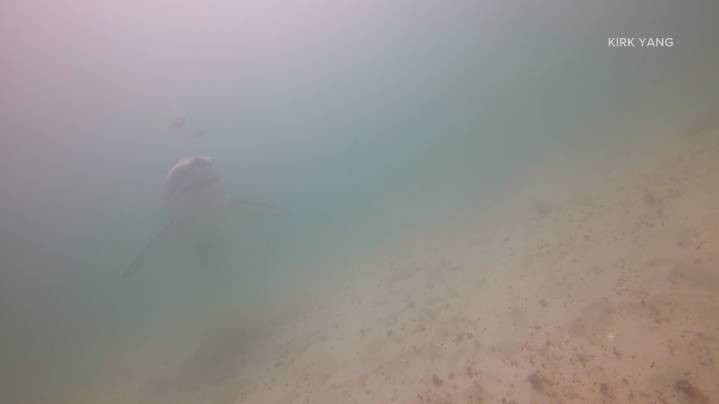 Mainer recalls close encounter during scuba trip in Nova Scotia