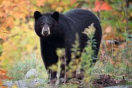 Mom Watches Bear Break Into Her Home. Then She Realizes Her Sleeping Teenager Is Inside