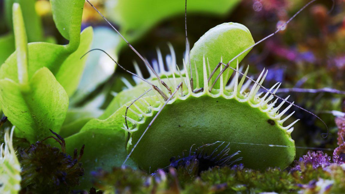 Scientists unlock secret to Venus flytrap’s hair