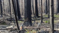 'Another 5 years to go:' Glide continues its recovery from 2020’s Archie Creek Fire