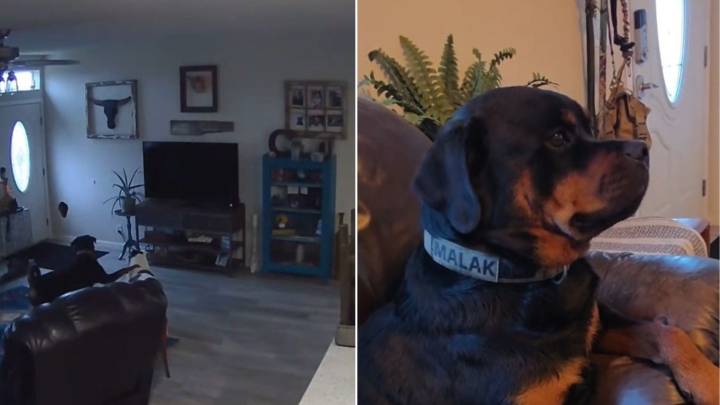 Oregon Dogs Accidentally Redesign The Living Room And The Pet Cam Tells All