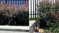 California Mom Dog Used For Breeding Left To Fend For Herself After Giving Birth