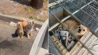 California Rescuers Find Mom Dog And Her Babies Near Trailer, Only To Reveal A Shocking Secret