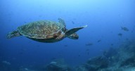 Nations ratify the world's first treaty to protect international waters