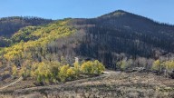 El increíble árbol que frena los incendios forestales: ‘Funciona como un cortafuegos’