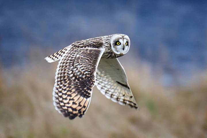 Illinois' Endangered Species: These Animals Are On The List