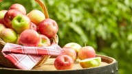 The State That's Led The US In Apple Production Since The 1920s
