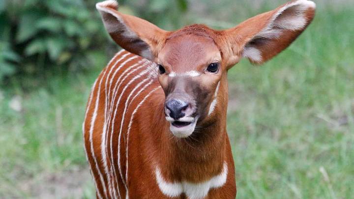 Se habla de "pequeño milagro" en este zoológico tras el nacimiento de un animal raro y clave para el futuro de la especie