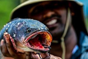 Sri Lanka tries to hook anglers on invasive fish species