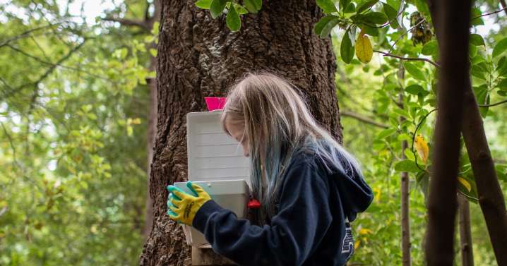 To save its rare birds, New Zealand is relying on a nation of backyard trappers