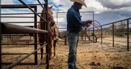 Vandalism and threats: A New Mexico county is at the forefront of the West's wolf reintroduction debate