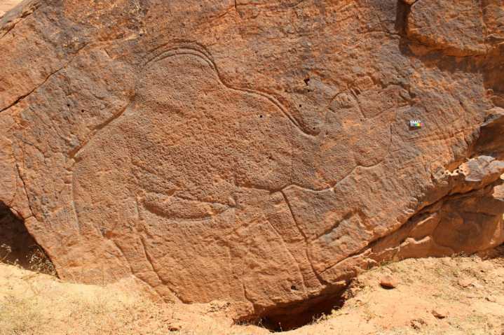 Scientists find ancient life-size animal rock carvings in the Saudi Arabian desert