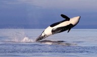 Another endangered female orca found pushing dead baby calf through Salish Sea