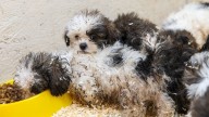 ARL rescues 100+ dogs 'covered in urine and feces' in NW Iowa