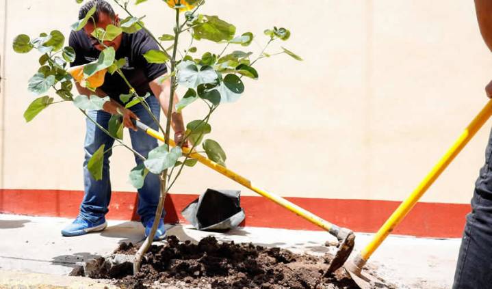 Municipio Plantó el Ejemplar Número dos mil del “Árbol de mi Casa” en el Barrio de San Marcos
