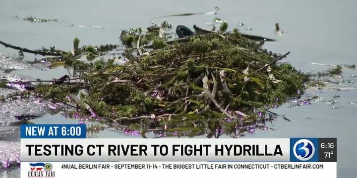Army Corp of Engineers do “practice run” for Hydrilla treatment in Portland